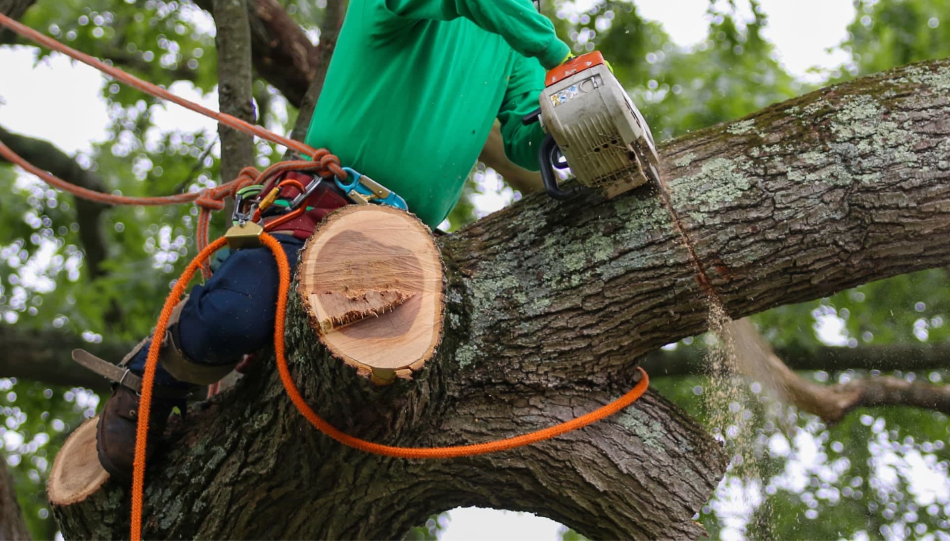 Shed your worries away with best tree removal in Memphis