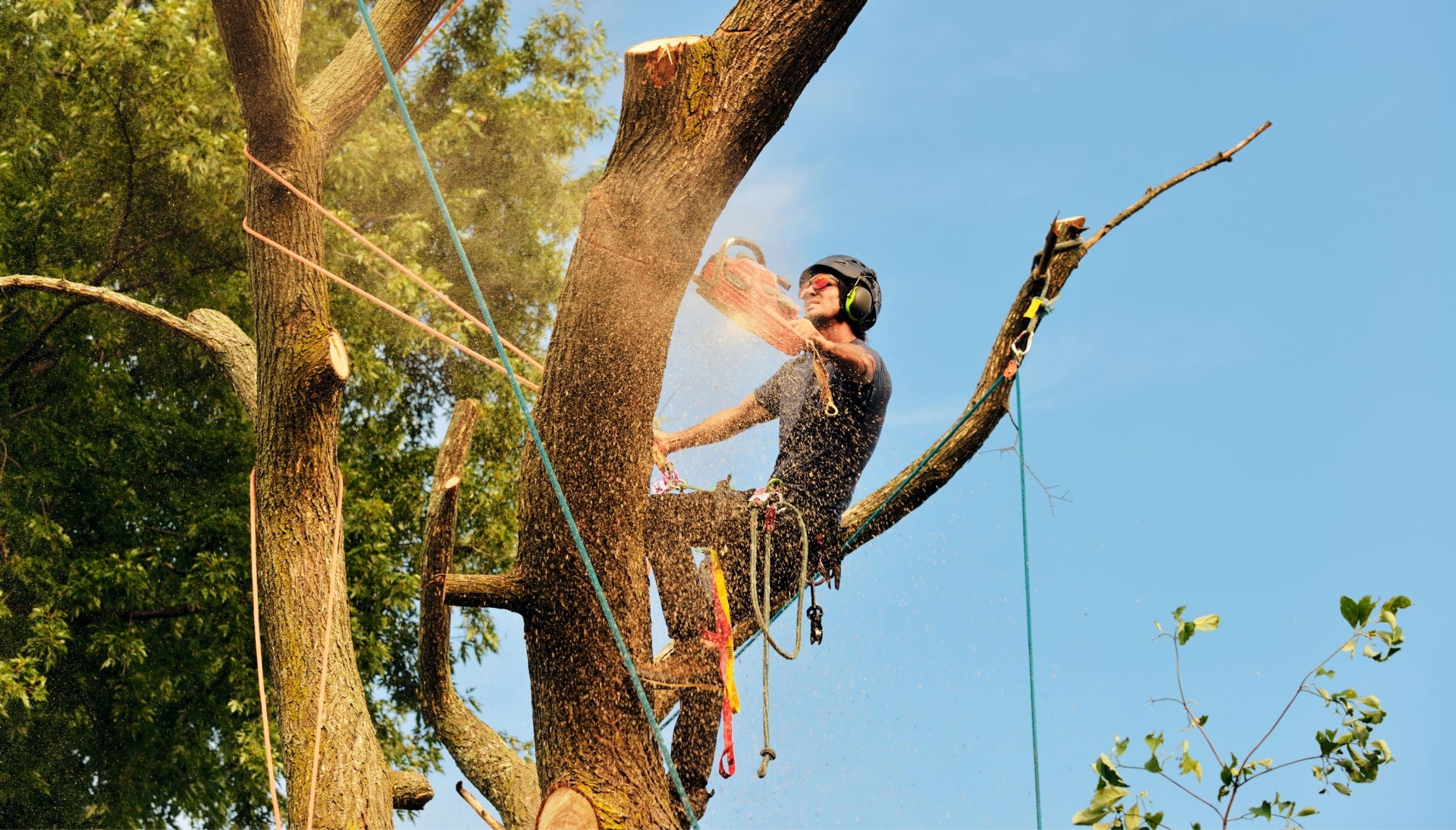 Get rid of tree problems with the expert tree removal contractors in Memphis