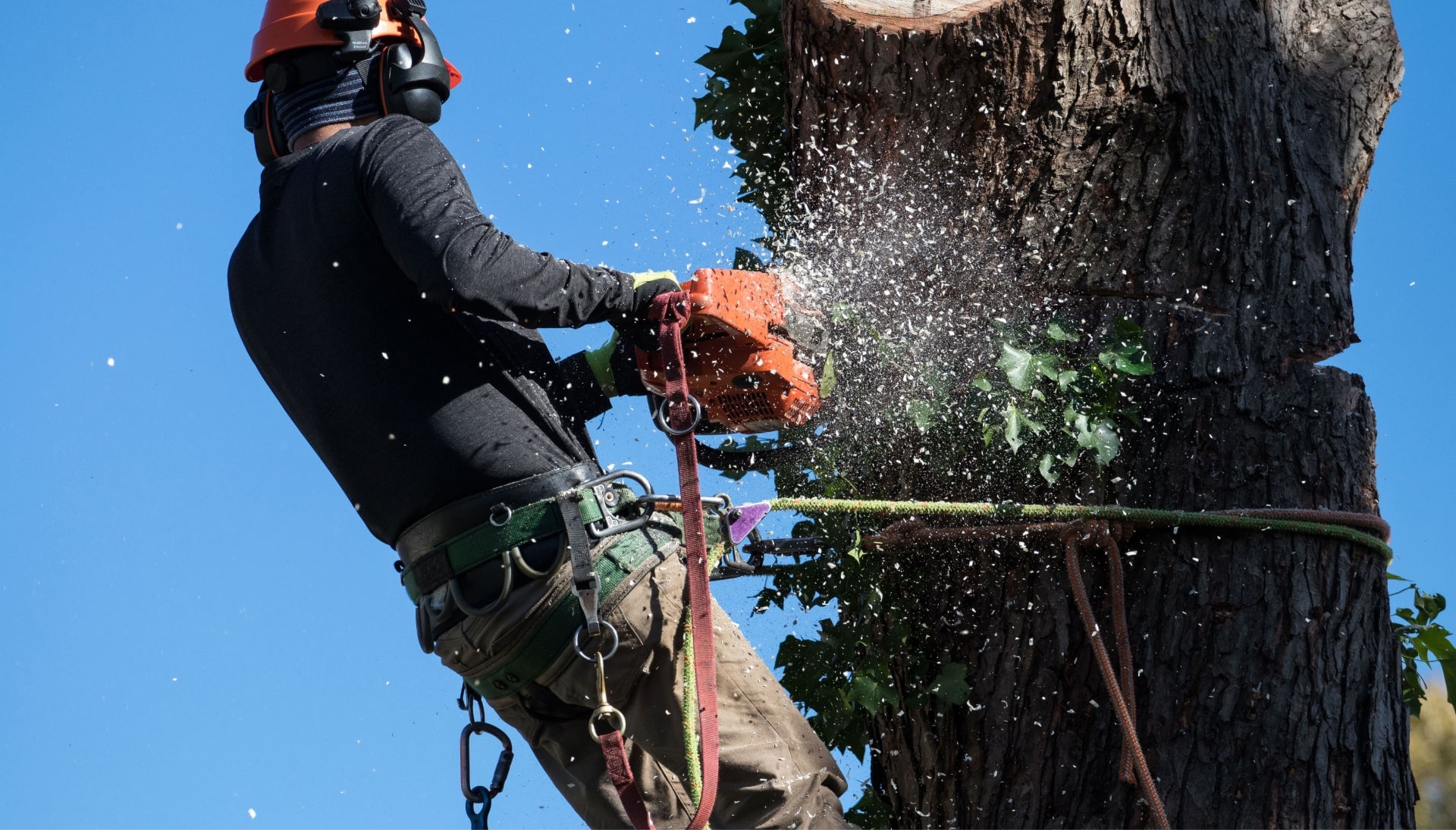 Professional Tree removal solutions in Memphis