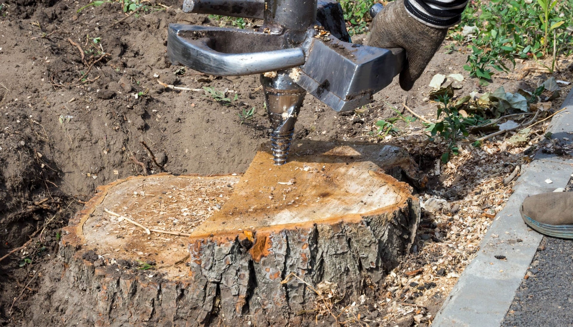 Memphis Tree stump removal